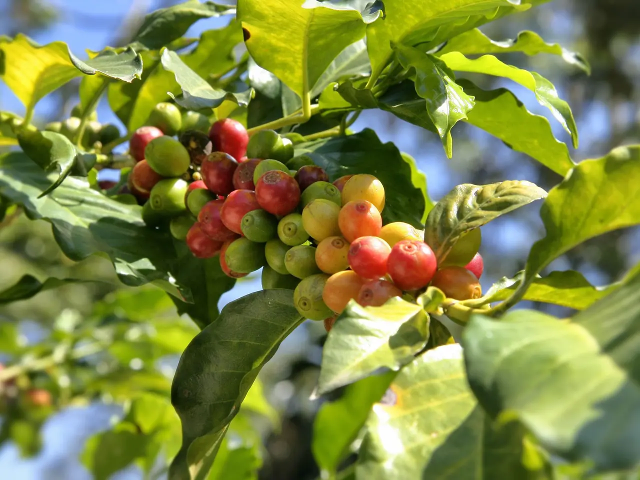 Kopi Aceh Gayo: Menavigasi Lonjakan Harga yang Belum Pernah Terjadi Sebelumnya dan Penundaan Panen pada tahun 2025