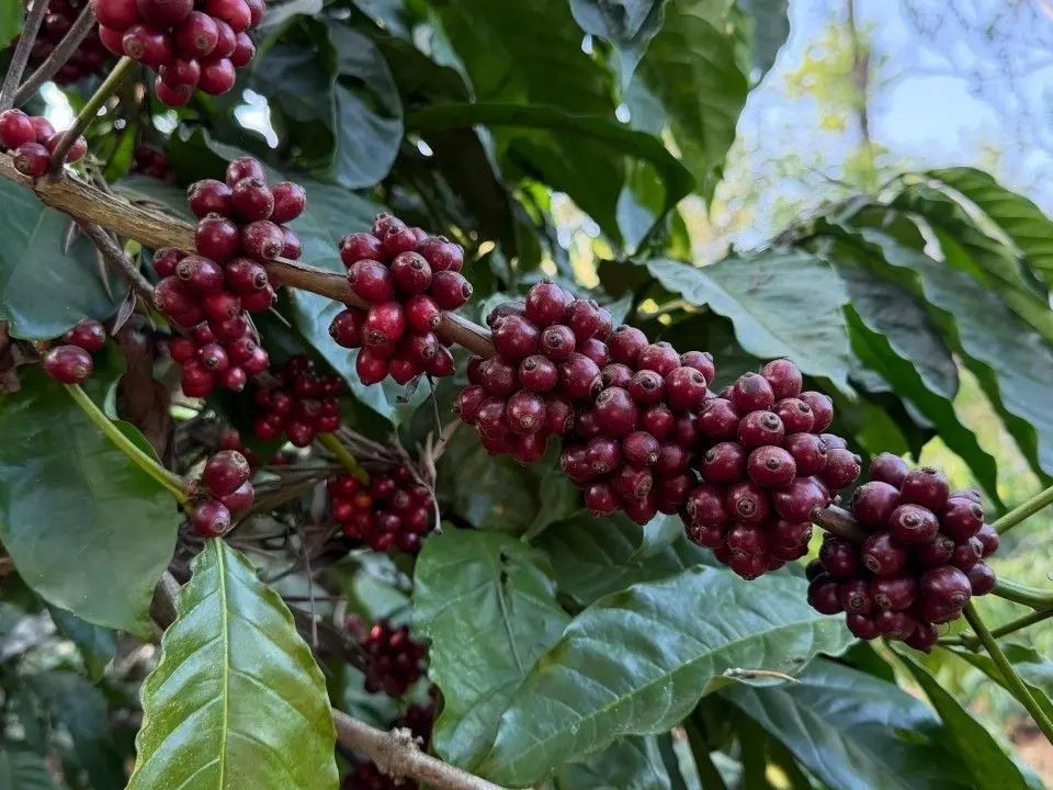 Java’s Long Shadow: Why Indonesia Is Still One of Coffee’s Most Important Origins