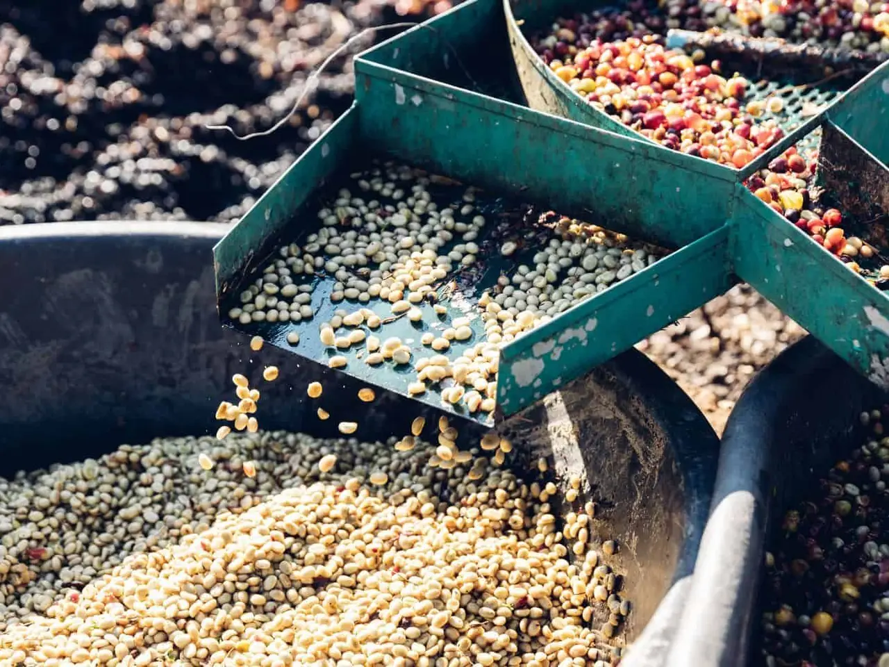 Designing an Efficient Coffee Processing Plant Layout: A Practical Guide for Green Bean Producers