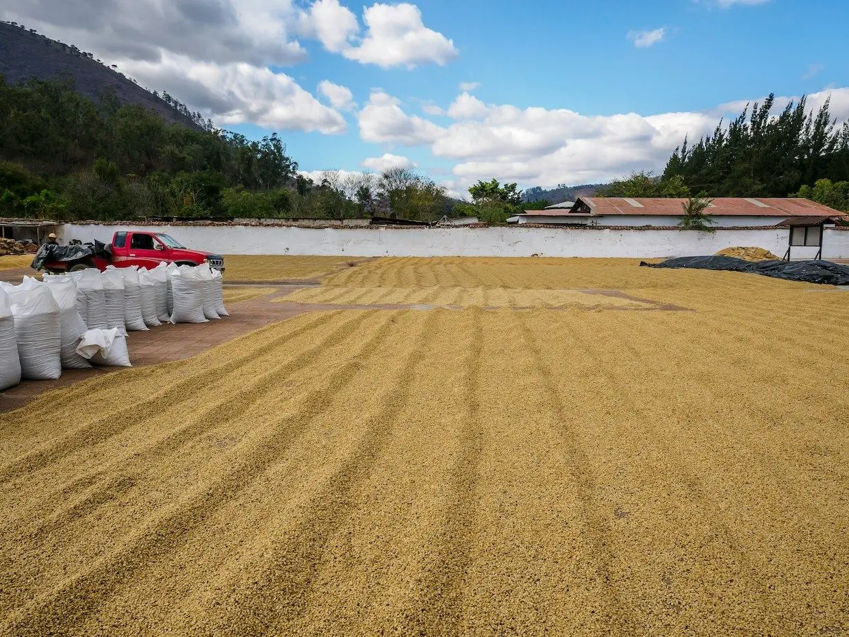 Guatemala Coffee Production Forecast 2026/27: What It Means for Green Coffee Buyers
