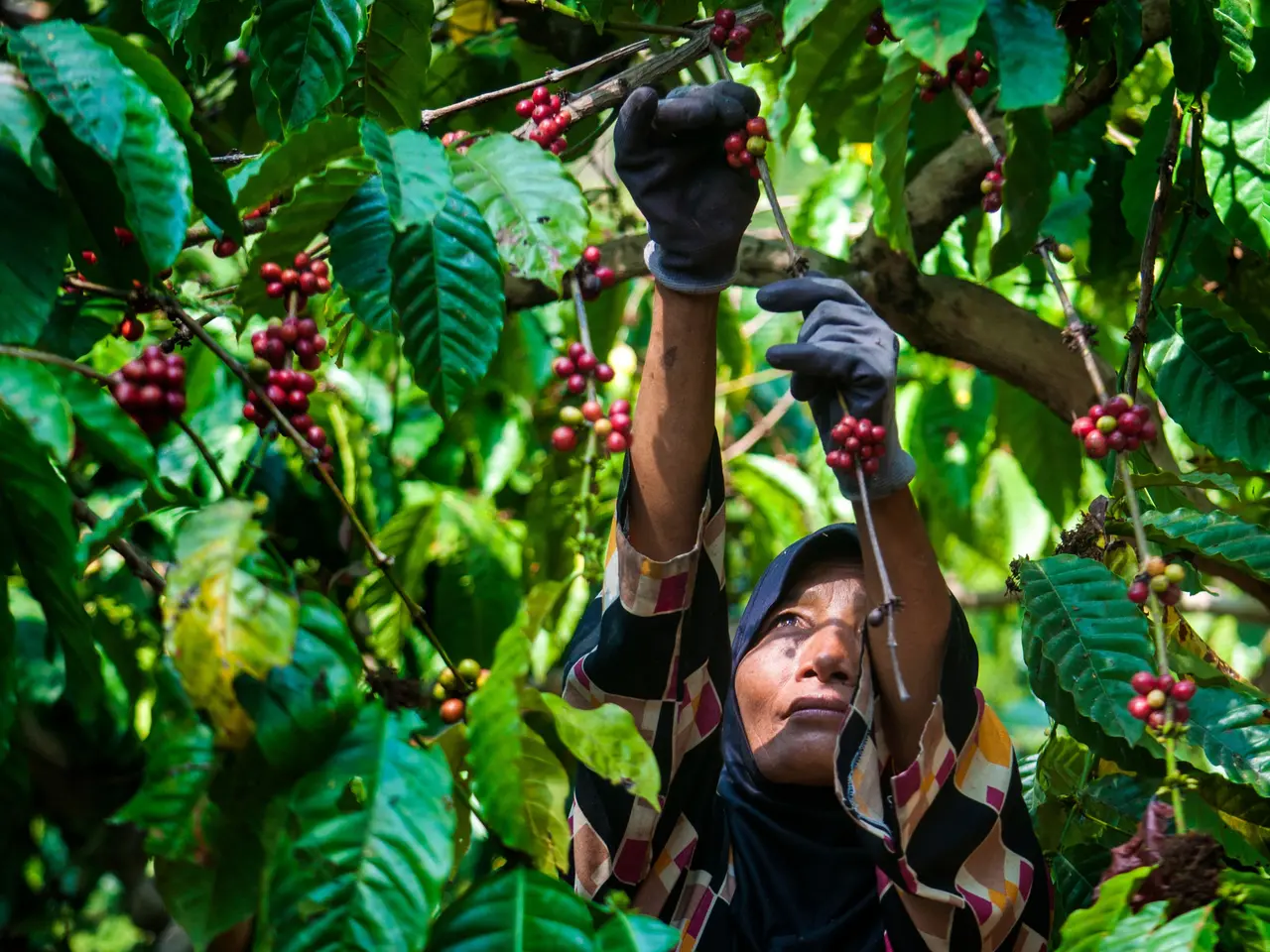 Momen Panen: Mengapa Kualitas Kopi Mencapai Puncaknya Saat Masih di Pohon