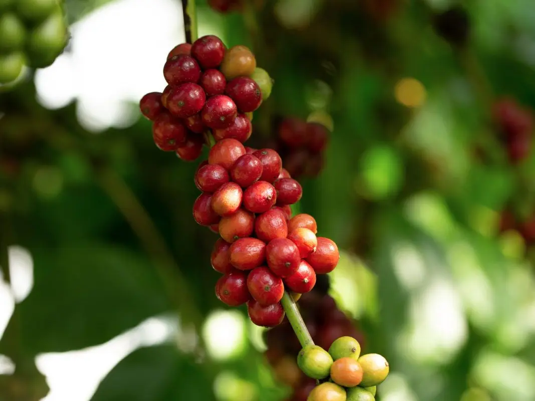 Robusta “Will Save Coffee” Might Be Oversimplified - Here’s What The Study Suggests