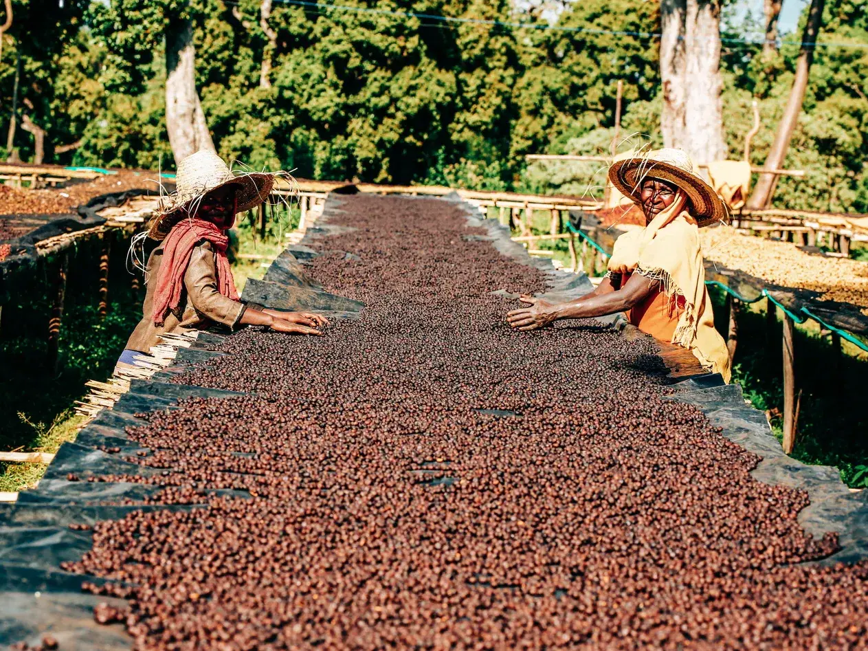 Tanzania’s Coffee Is Rising: The Quiet Shift That Could Reshape Your 2026/27 Sourcing and Why Le Green Coffee Is Watching