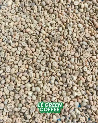 Robusta Asalan Temanggung