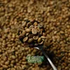 Robusta wonosalam CU.jpg