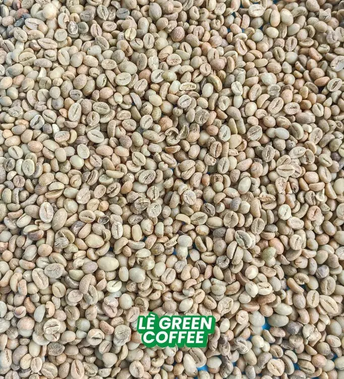 Robusta Asalan Temanggung