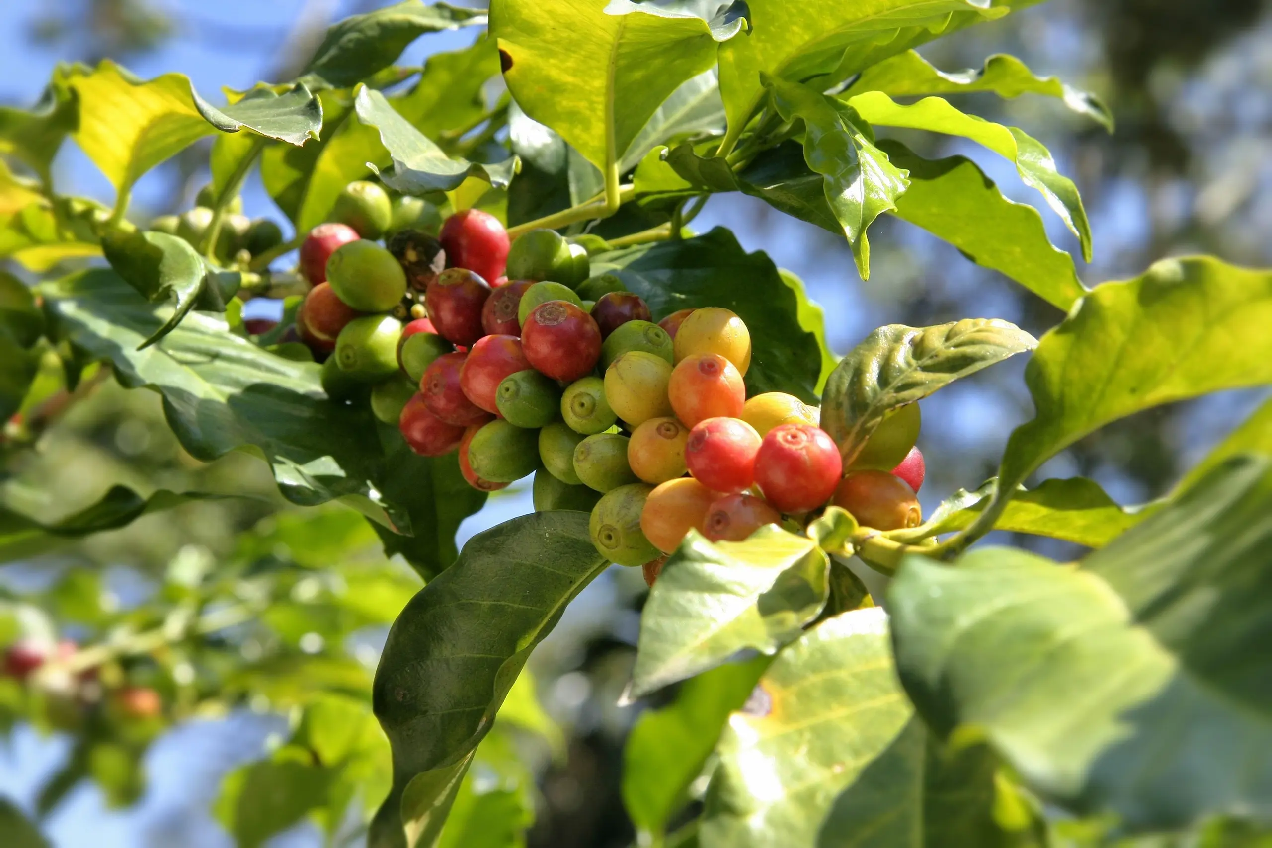 Kopi Aceh Gayo: Menavigasi Lonjakan Harga yang Belum Pernah Terjadi Sebelumnya dan Penundaan Panen pada tahun 2025
