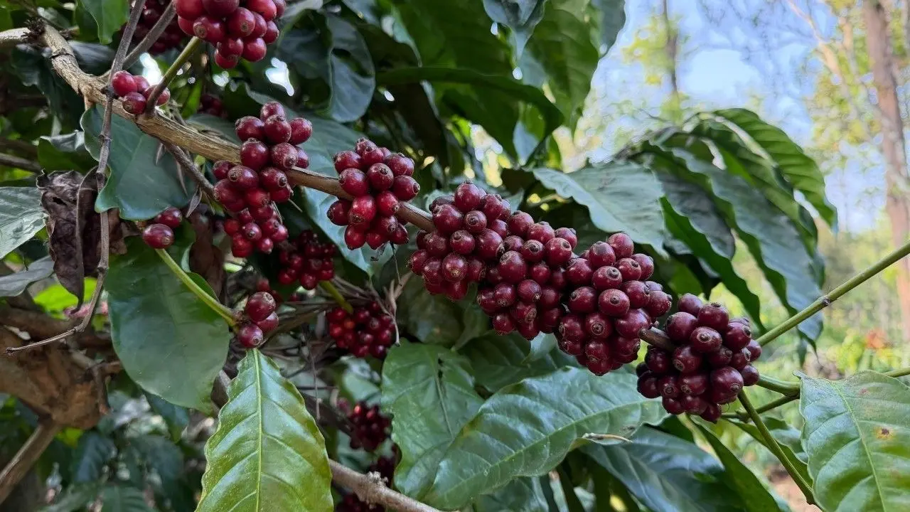 Bayang-Bayang Panjang Jawa: Mengapa Indonesia Masih Menjadi Salah Satu Origin Kopi Terpenting di Dunia