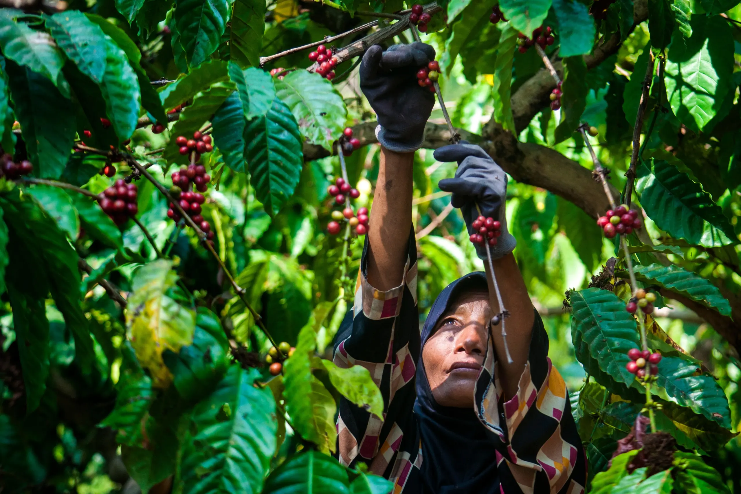 Momen Panen: Mengapa Kualitas Kopi Mencapai Puncaknya Saat Masih di Pohon
